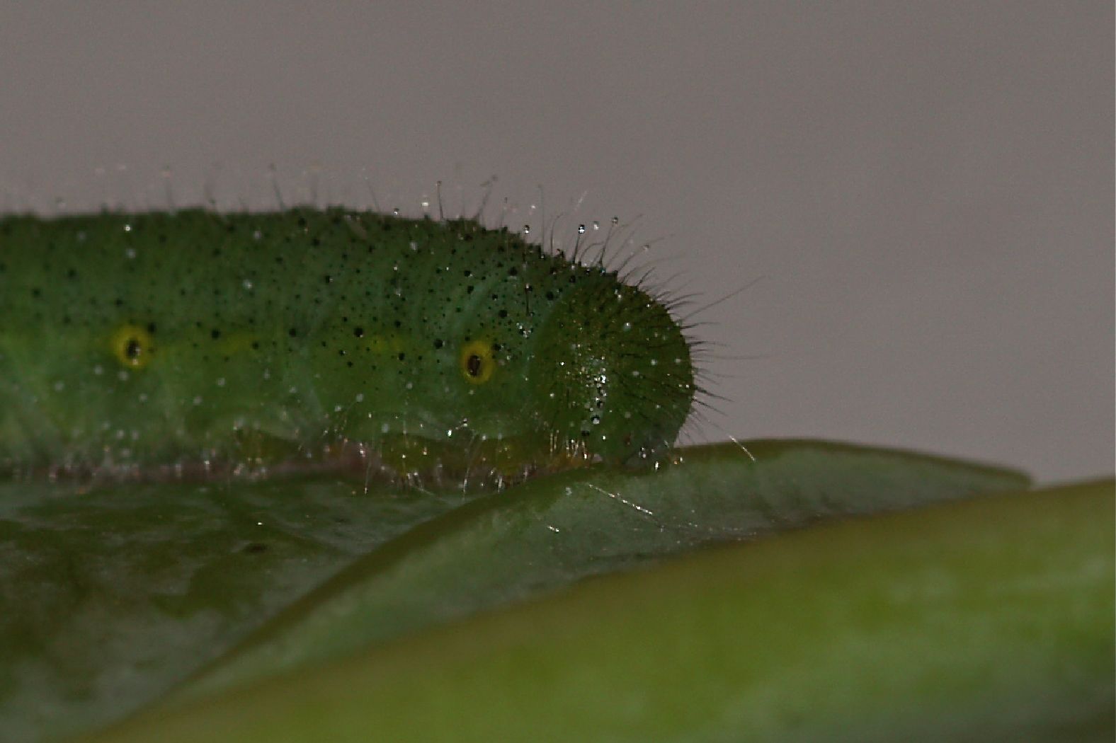 Storia di una Pieris napi